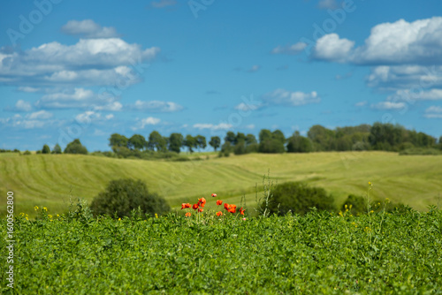 Fototapeta Naklejka Na Ścianę i Meble -  Red Poppy flowers growing wild in a field