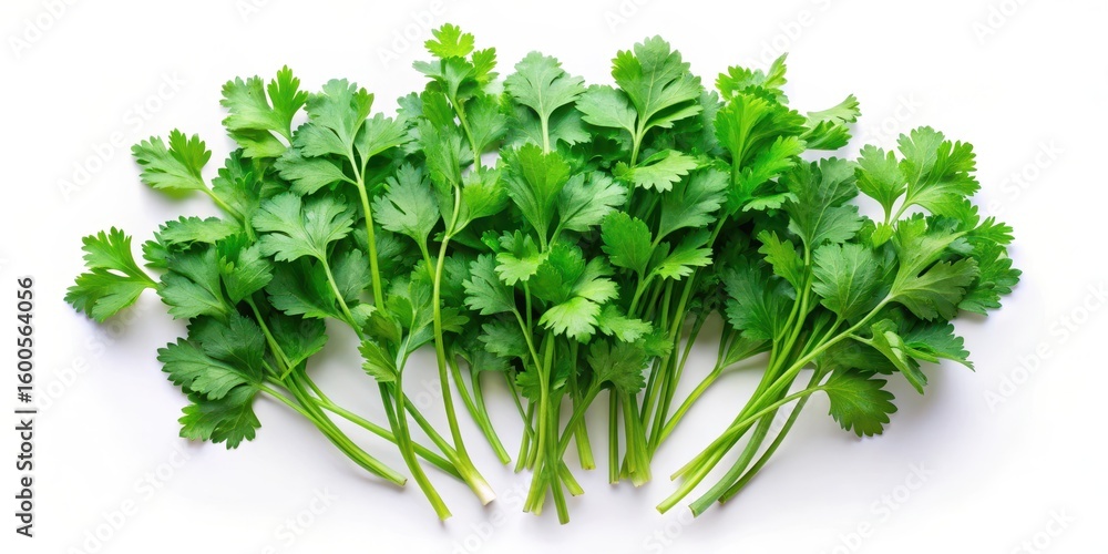 Naklejka premium Fresh coriander leaves arranged in a flat lay on a white background