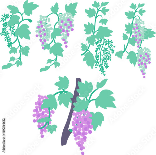Grape Cluster Plant Development from Bud to Fruit. Perfect for agriculture graphic, viticulture designs, educational content, or farming-related projects