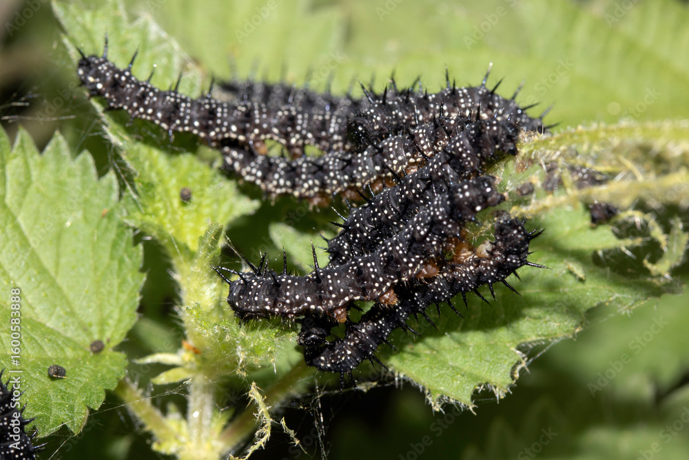 Naklejka premium A swarm of peacock caterpillars on nettles