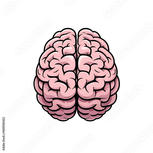 human brain isolated on white