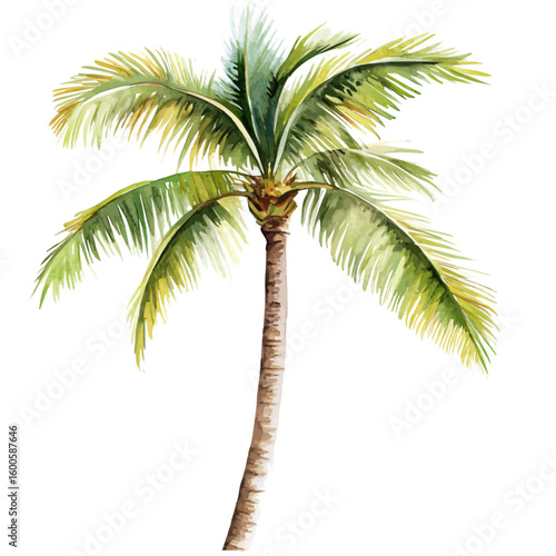 My Watercolor hand-painted coconut palm painting illustration isolated on a white background, vector illustration, AI painting design, EPS format design