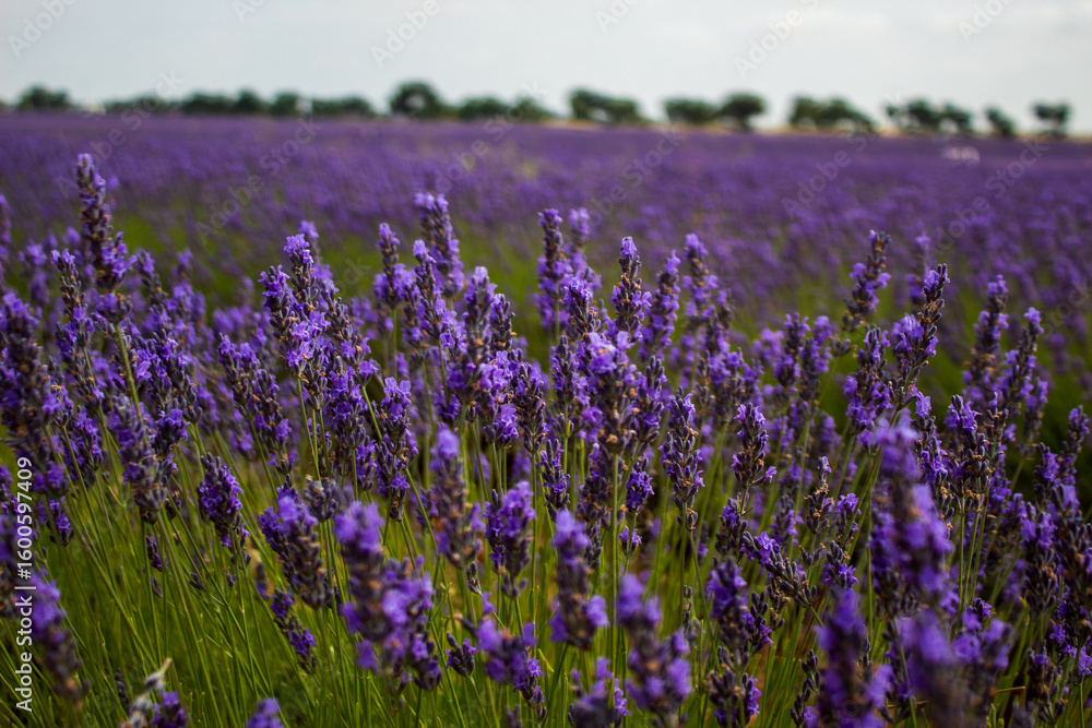 Naklejka premium Campos de lavanda en Brihuega, España