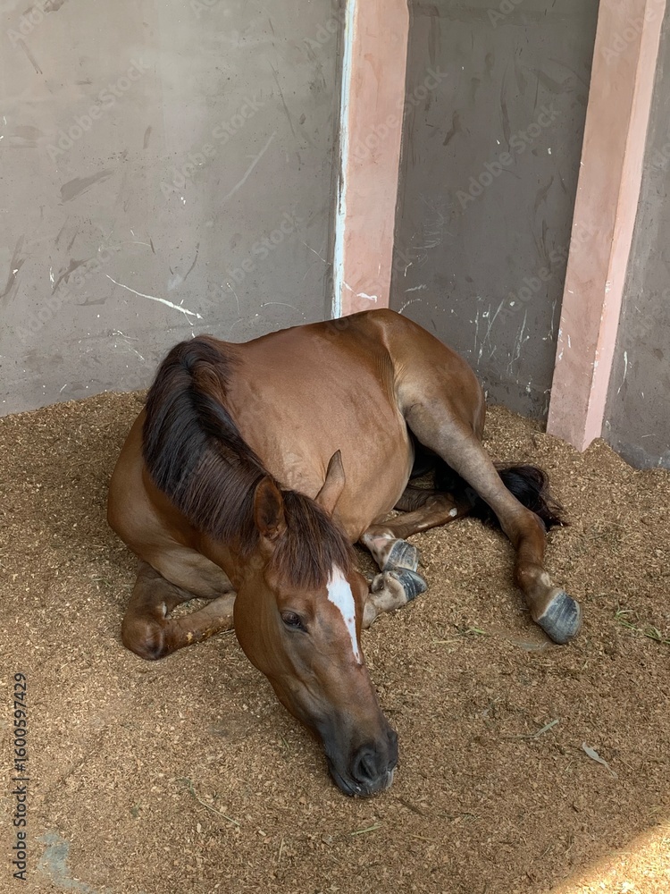 Obraz premium horse in a stable Sleeping
