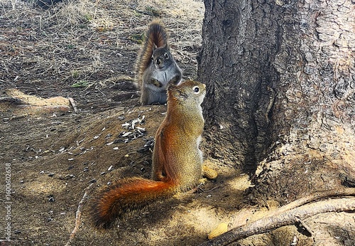 squirrel in the  park