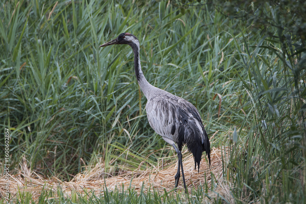 Obraz premium grey crane in the grass