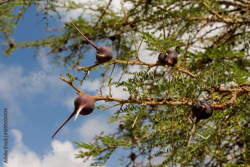 Fotografie Thorny acacia branch with brown swollen gall and sharp white spines in daylight, tropical savanna plant, African flora natural texture, outdoor close-up and native vegetation detail