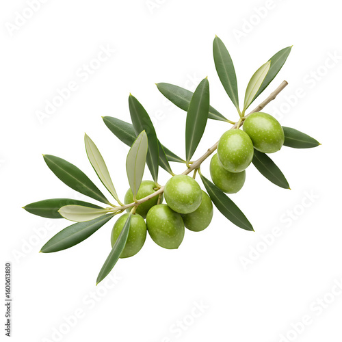 Wallpaper Mural A realistic olive branch with green leaves and olives, symbolizing peace and nature. Isolated on white or transparent background. PNG format. Torontodigital.ca