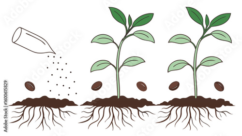 Stages of coffee plant growth from seed to sapling
