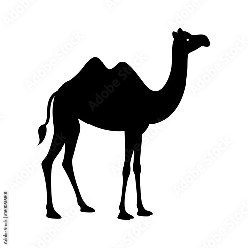 camel isolated on white