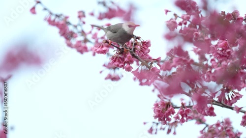 White-headed bulbul bird on a cherry blossoms branch