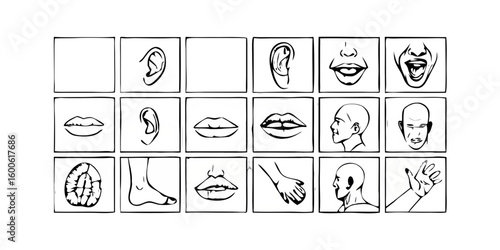 Collection of hand drawn anatomical sketches of body parts