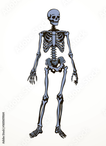 Human skeleton. Vector schematic drawing
