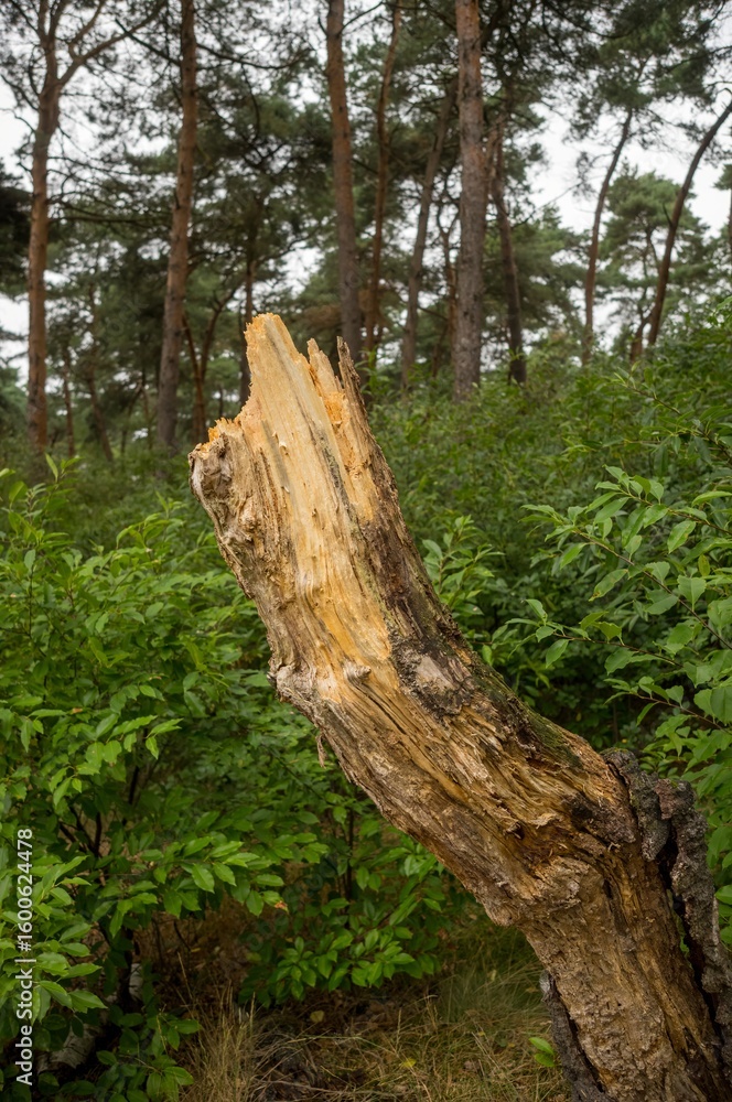 Fototapeta premium Broken tree trunk standing in lush forest