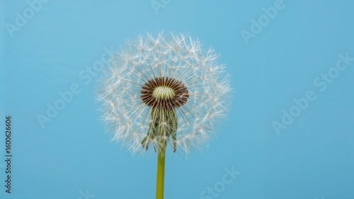 Wallpaper Mural Isolated dandelion flower with a blue background Torontodigital.ca