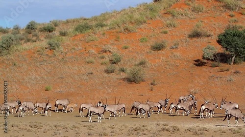 South African Oryx herd in red sand dune scenery in Kgalagadi transfrontier park, South Africa ; specie Oryx gazella family of Bovidae