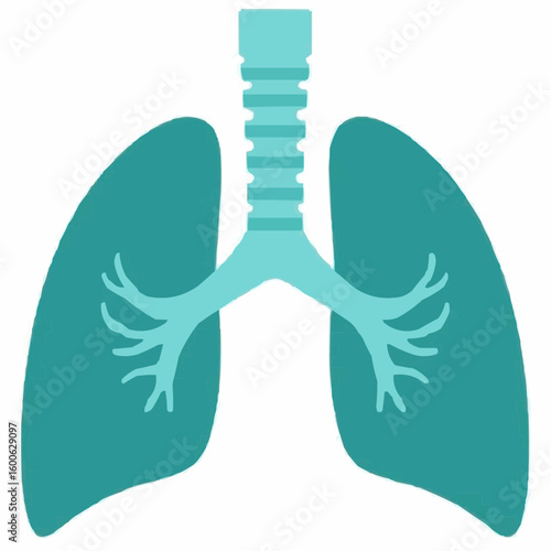 Lungs anatomical illustration in minimalist design with teal colors  