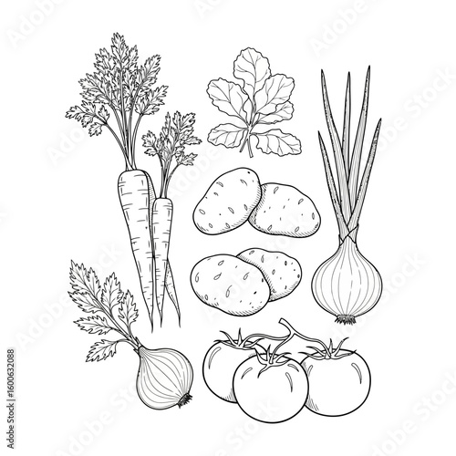 Hand-drawn illustration of various vegetables including carrots, potatoes, onions, tomatoes, parsley, and chives.