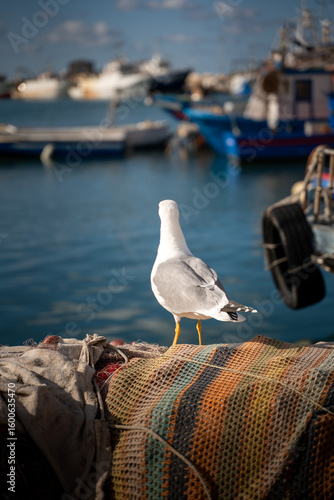 Seagull on fishing net
