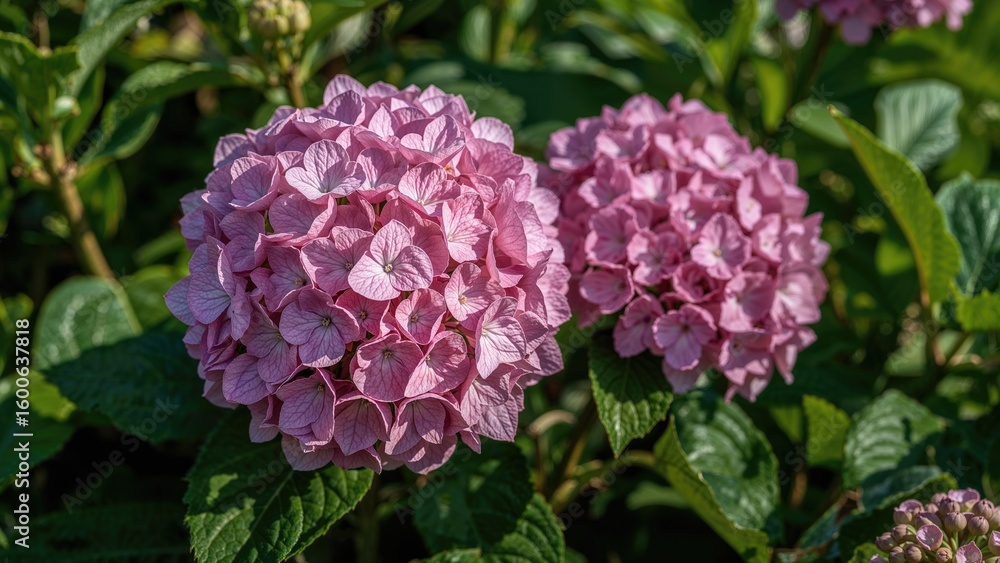 Beautiful Pink Hydrangea Flowers Beautiful Pink Hydrangea Flowers
