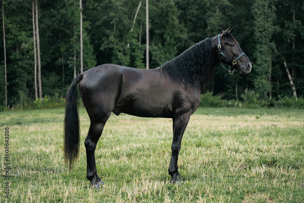 Fototapeta premium Black Standardbred Stallion Horse Standing Calmly in a Field Wearing a Halter