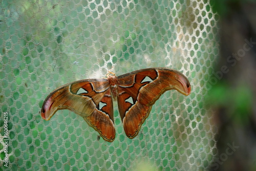 Full colored butterfly