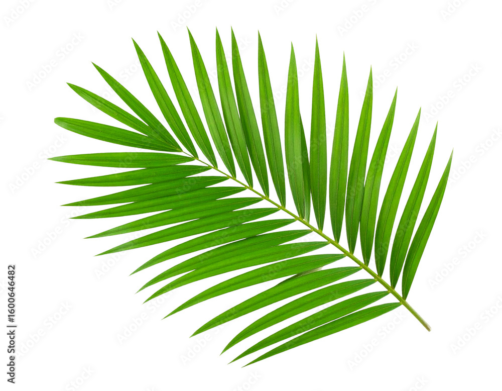 Obraz premium Photorealistic Light Green Palm Leaf Fan Shape, Isolated on Transparent Background.