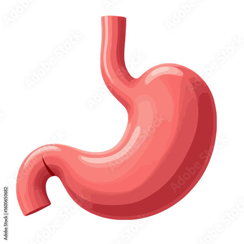 Medical illustration of the human stomach, a vital organ in the digestive system. Anatomical depiction for health and science education.