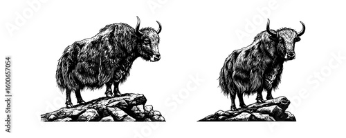 Mountain Yak on Rocks - Vintage Himalayan Wildlife Engraving Set