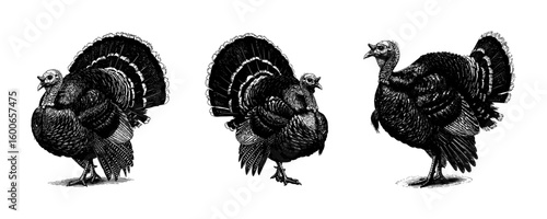 Thanksgiving Turkey Bird - Vintage Engraving Illustration Set