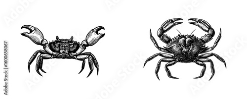 Crab Seafood & Marine Life - Vintage Engraving Illustration Set