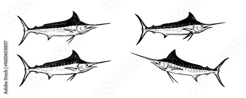 Marlin Fish - Vintage Deep Sea Sport Fishing Illustration Set