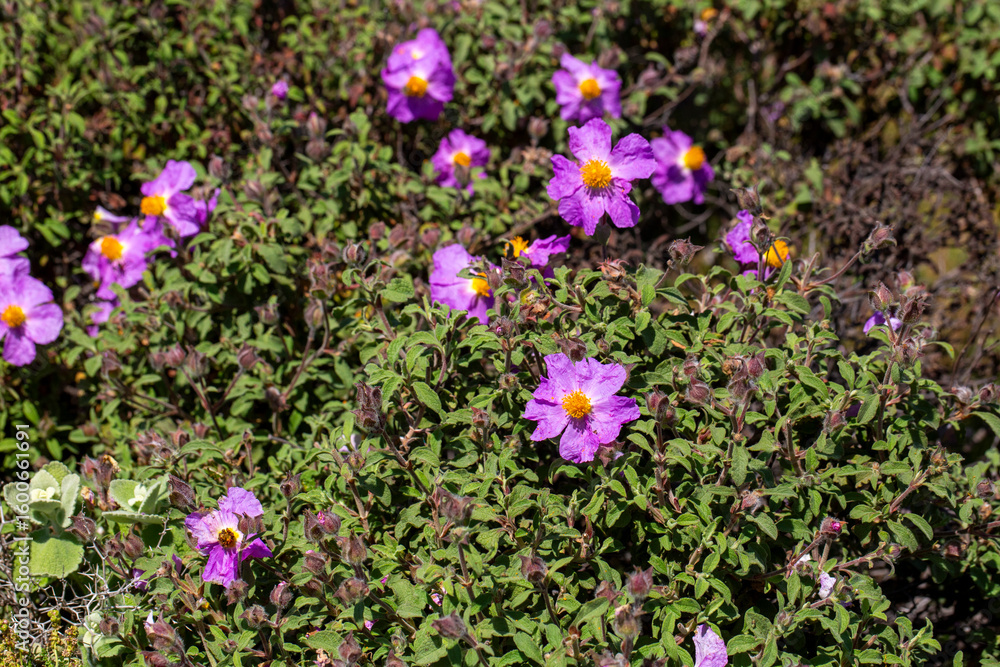 Obraz premium Laden; It is a plant species with white or pink flowers that make up the Cistus genus of the Cistaceae family.