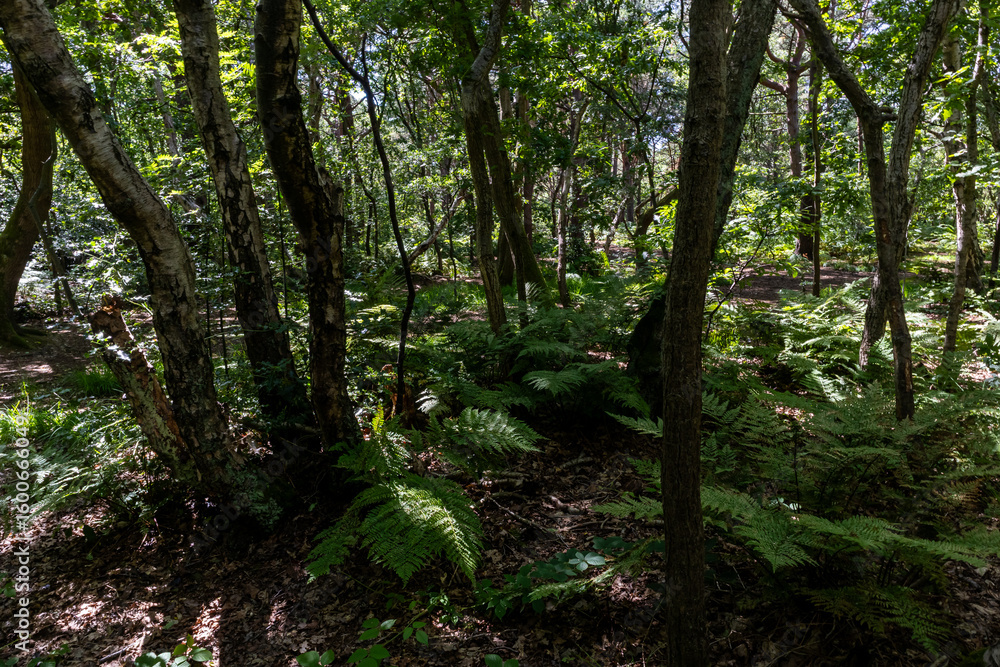 Obraz premium Fern-covered forest floor in dappled light beneath tall trees in a summer woodland
