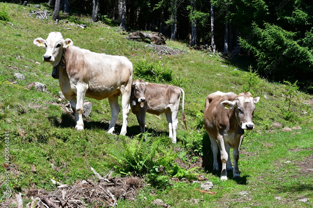 Obraz premium Kühe aus der Weide bei Proveis in Südtirol 