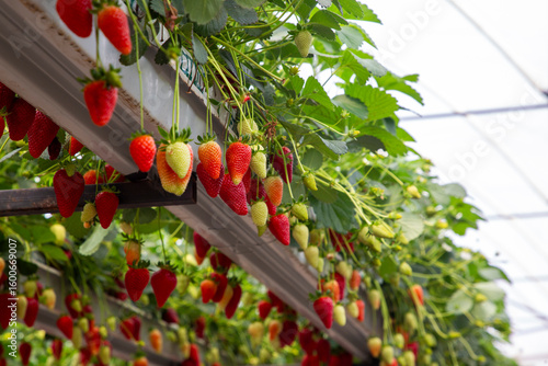 Fresh organic strawberry cu...