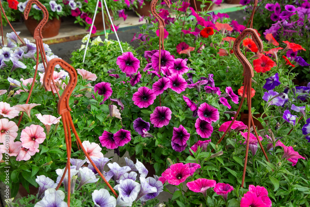 Naklejka premium Petunia is a genus of plants belonging to the Solanaceae family.