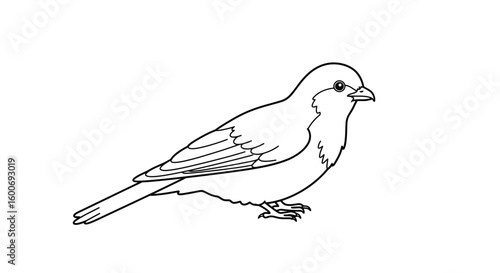 Sparrow in a Still Frame: A charming, detailed line art illustration of a sparrow, capturing its delicate features and perky posture, poised in a timeless moment.