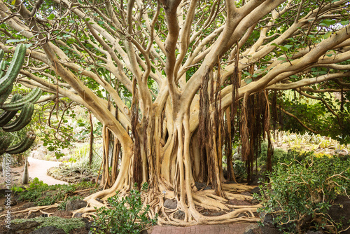 Ficus tree with many roots, Jardin Botanico Canario Viera e Clavijo, Gran Canaria, Canary Islands, Spain, Europe