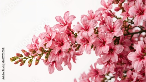 Wallpaper Mural Nature-inspired flower arrangement featuring pink and white petals Torontodigital.ca