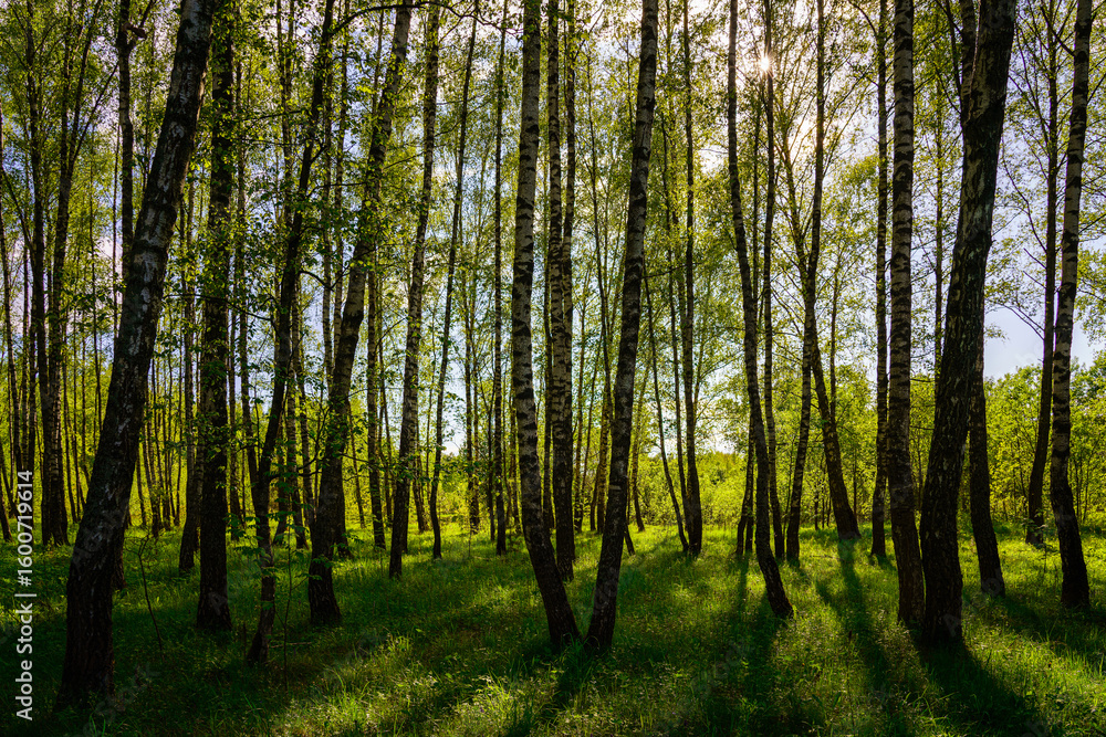 Naklejka premium Sunlight filtering through the tall birch trees in a lush green forest, creating a serene and captivating natural landscape for nature enthusiasts.