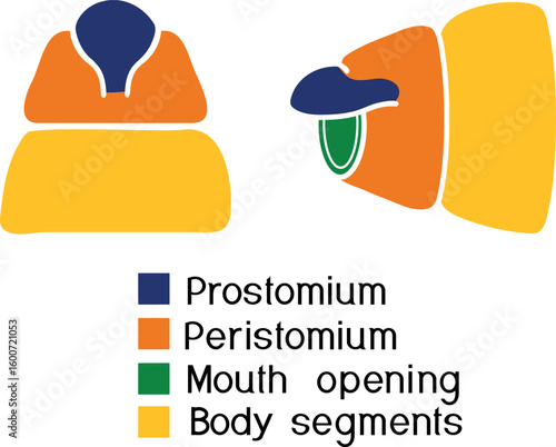 Structure of head (with prostomium and peristomium) of earthworm for biology lessons