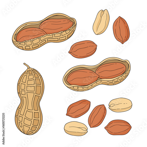 Freshly shelled peanut pods and delicious nut kernels scattered around for a wholesome snack