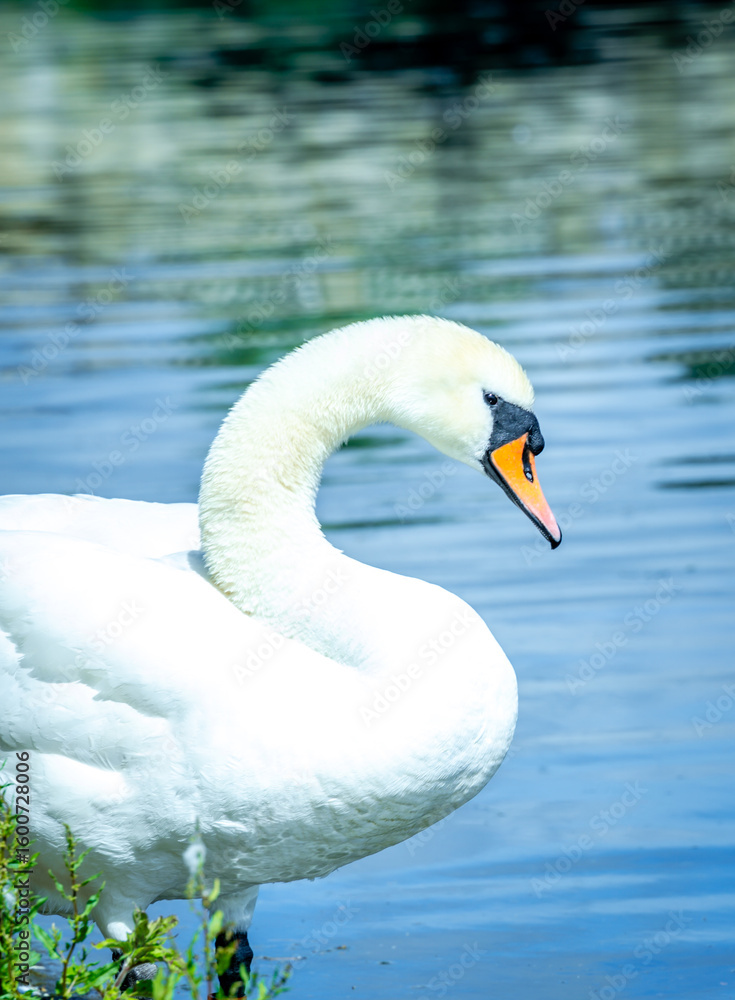 Obraz premium swan on the bank of the river