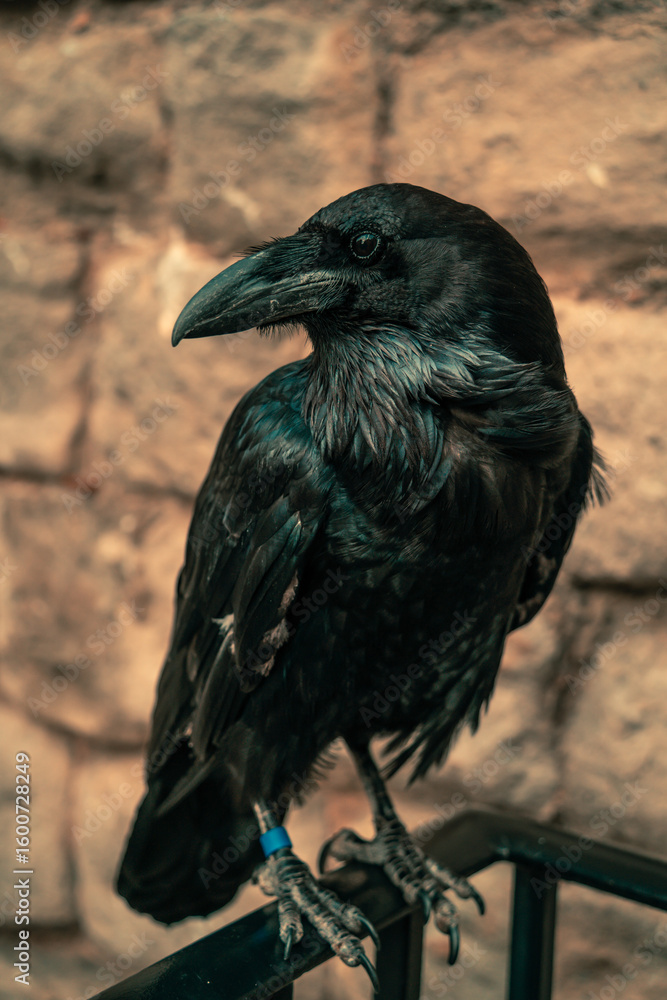 Fototapeta premium Black crow sitting pretty