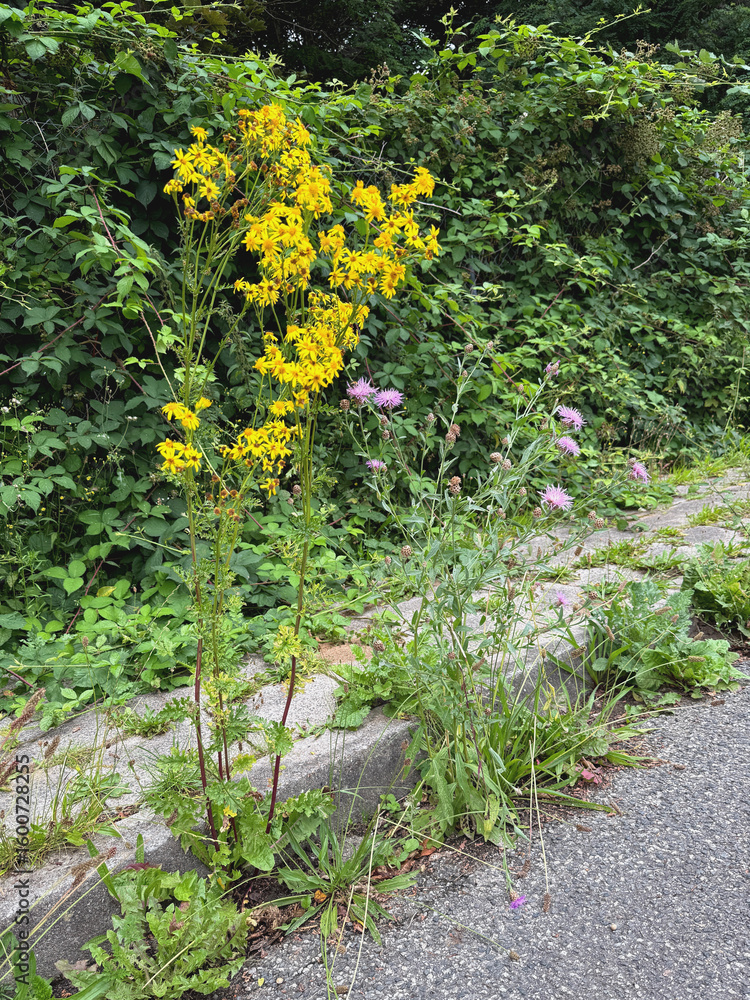 Fototapeta premium überwucherter Gehweg mit Jakobskreuzkraut, Klee und Brombeeren