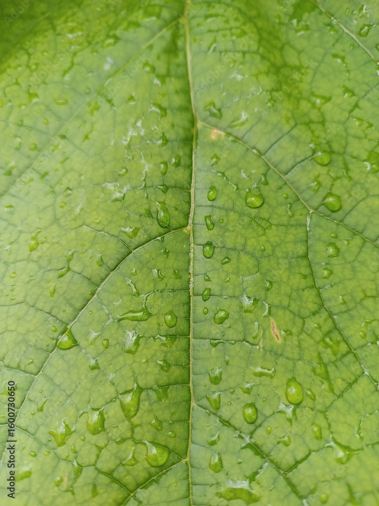 Fototapeta premium Beautiful nature background. Green leaf in raindrops