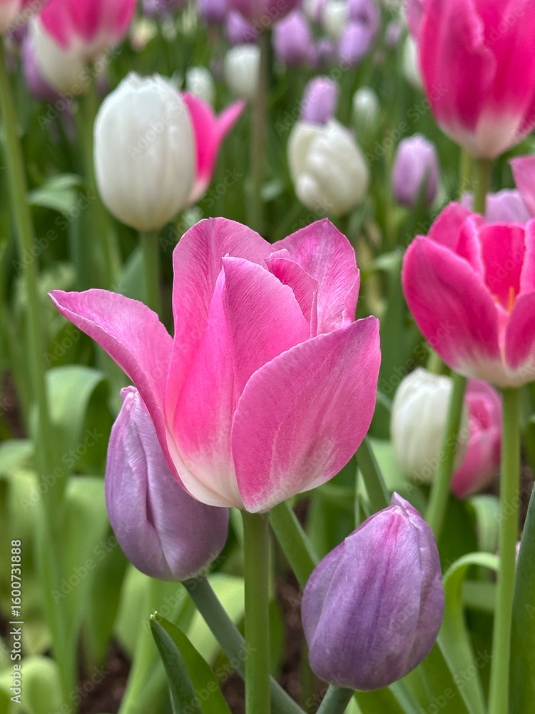 Fototapeta premium Close-up of multi colored tulips in field,