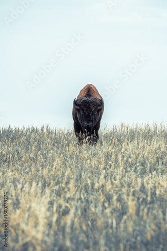 Buffalo in Custer State Park South Dakota