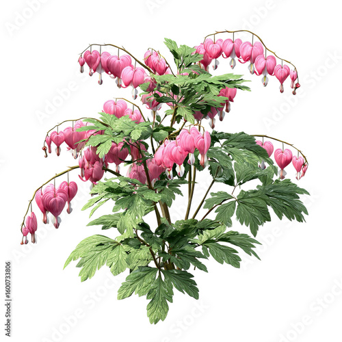 PNG of A vibrant display of pink bleeding heart flowers against lush green foliage.